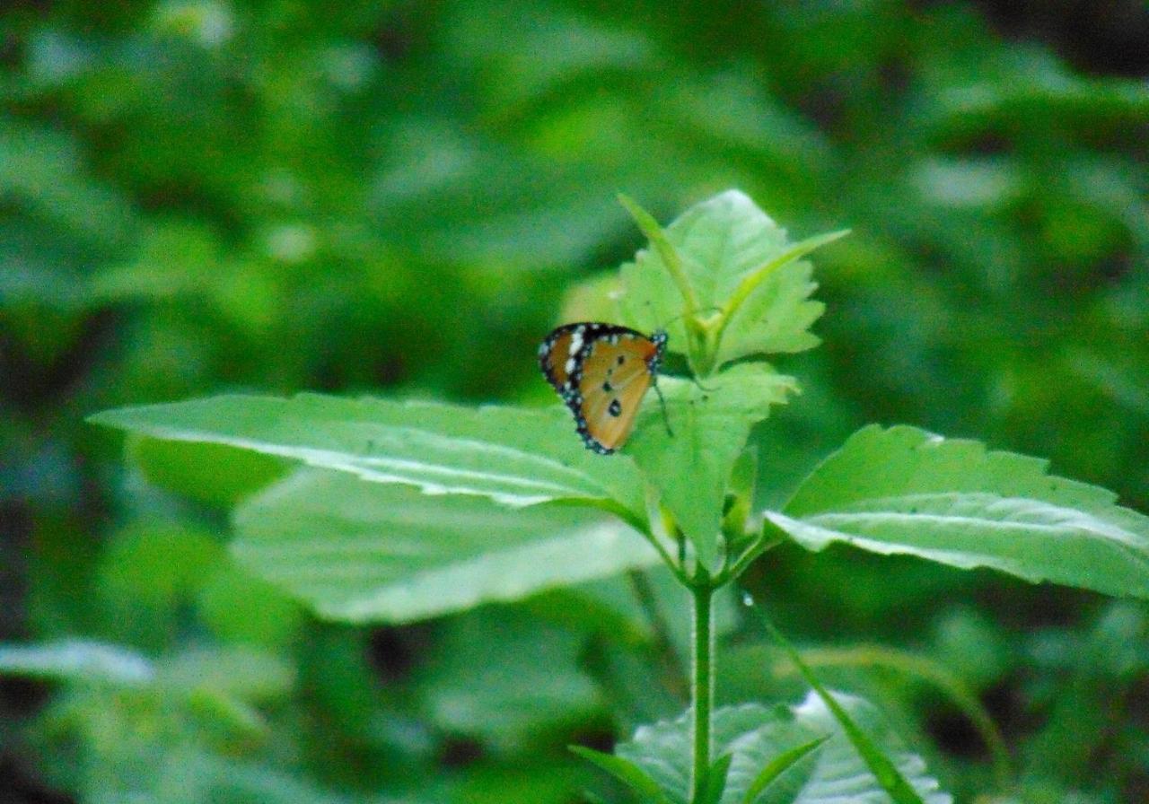 Kodigahawewa Forest Resort Tissamaharama Bagian luar foto