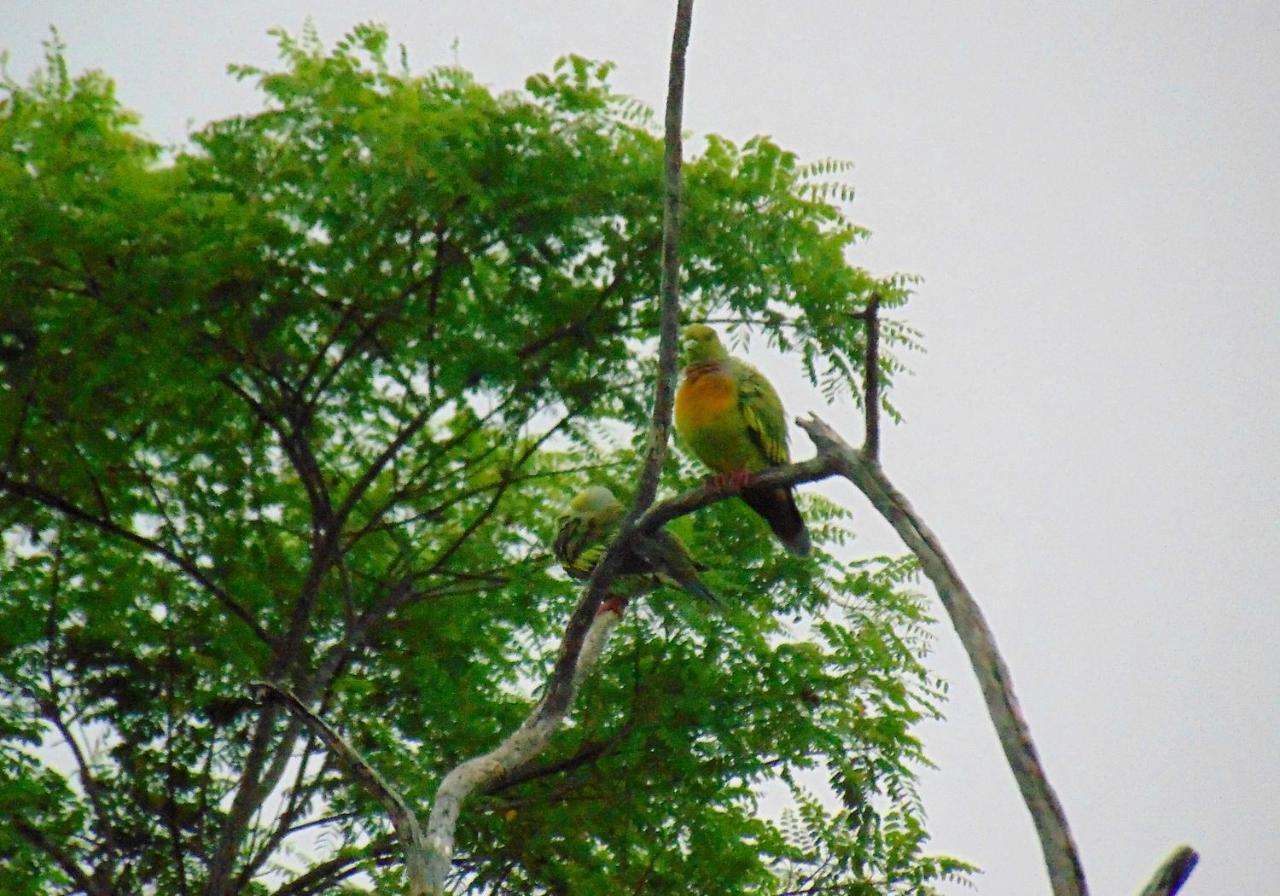 Kodigahawewa Forest Resort Tissamaharama Bagian luar foto