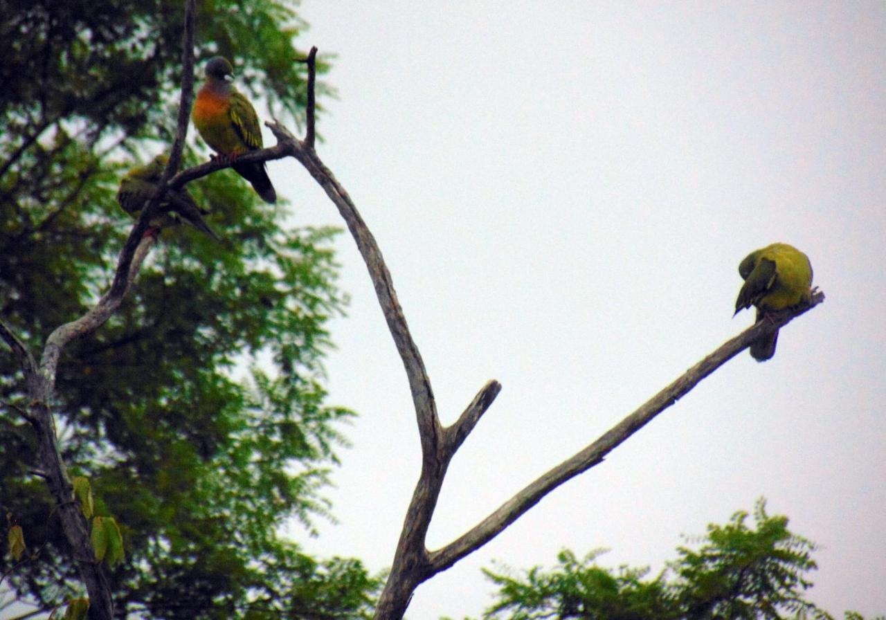 Kodigahawewa Forest Resort Tissamaharama Bagian luar foto