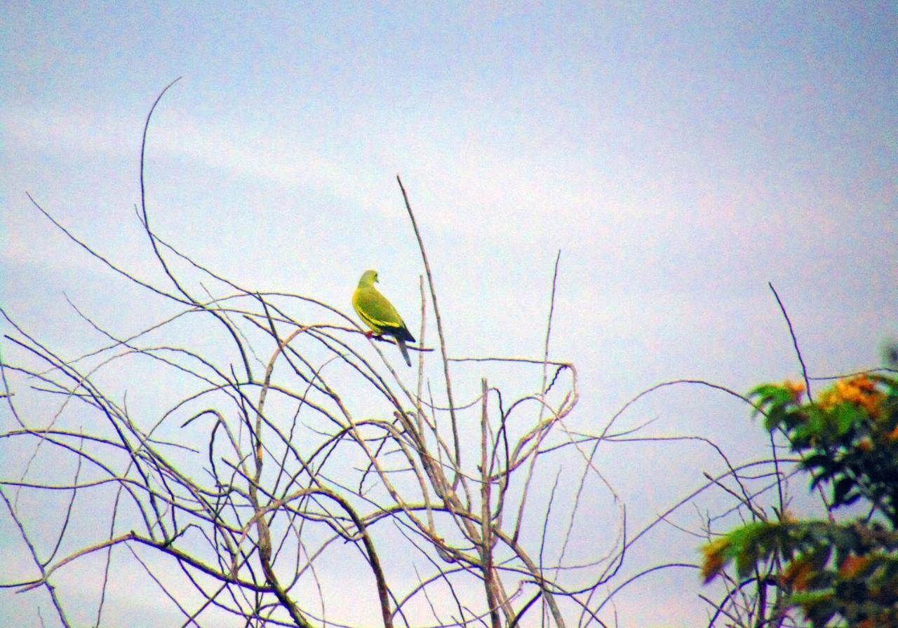 Kodigahawewa Forest Resort Tissamaharama Bagian luar foto