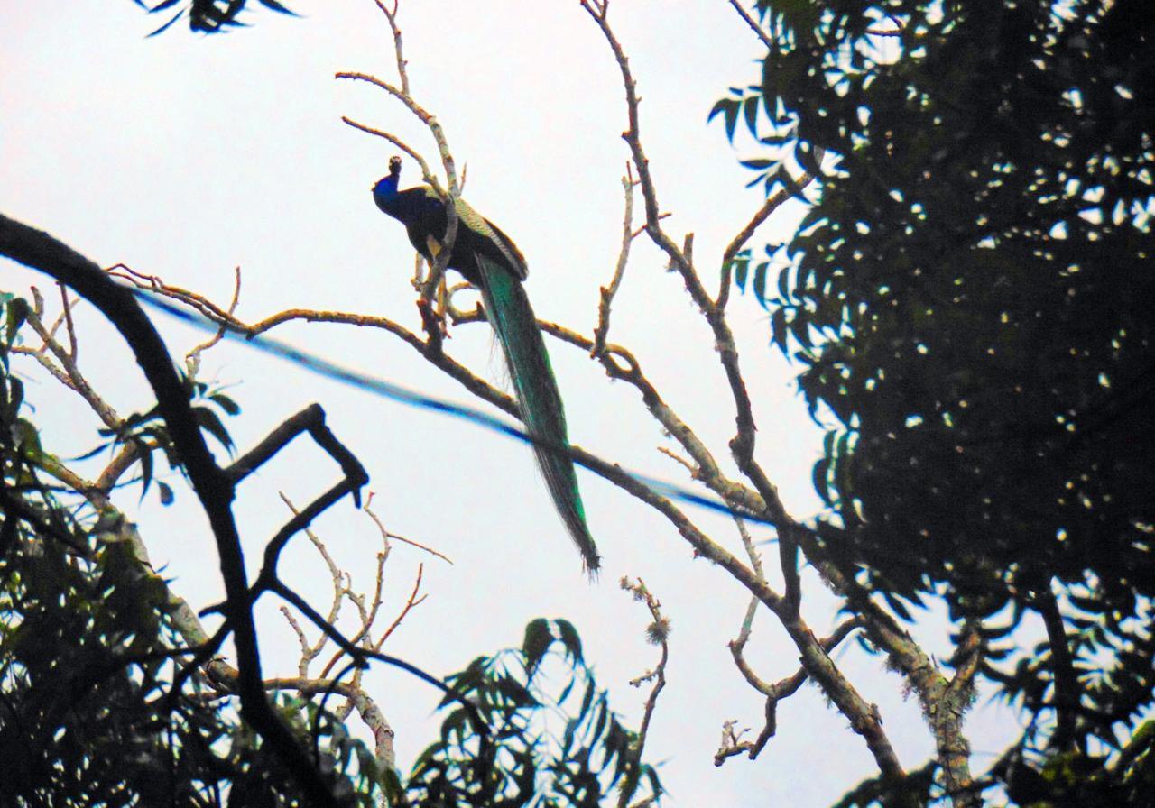 Kodigahawewa Forest Resort Tissamaharama Bagian luar foto
